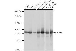 Western blot analysis of extracts of various cell lines, using MDH1 Rabbit mAb (ABIN7268379) at 1:1000 dilution. (MDH1 Antikörper)