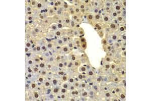 Immunohistochemistry of paraffin-embedded mouse liver using DTX2 antibody. (DTX2 Antikörper)