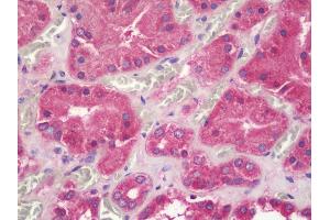 Anti-UQCRQ antibody IHC staining of human kidney. (UQCRQ Antikörper  (HRP))