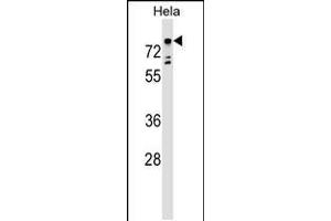 Western blot analysis in Hela cell line lysates (35ug/lane). (TBX2 Antikörper  (AA 414-442))