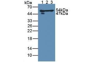Figure. (DLD Antikörper  (AA 238-466))