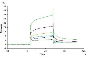 Human TREM2, hFc Tag captured on CM5 Chip via Protein A can bind Biotinylated Human APOE3, His Tag with an affinity constant of 1. (ApoE3 Protein (AA 19-317) (His tag,Biotin))