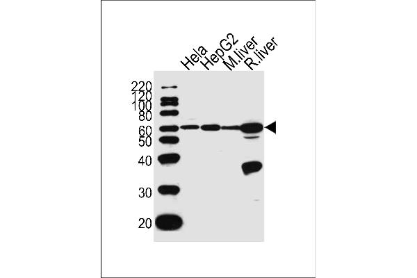 POLD2 Antikörper  (AA 232-265)