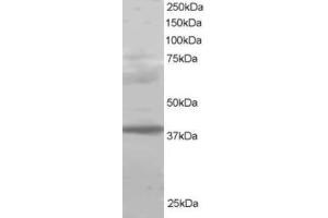 Western Blotting (WB) image for anti-Polycomb Group Ring Finger 2 (PCGF2) (C-Term) antibody (ABIN2465265) (PCGF2 Antikörper  (C-Term))