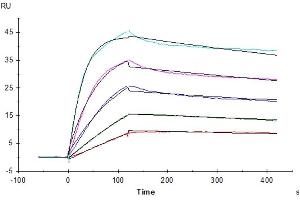Surface Plasmon Resonance (SPR) image for Leukocyte-Associated Immunoglobulin-Like Receptor 1 (LAIR1) (AA 22-163) protein (His-Avi Tag) (ABIN7275118)