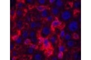 Immunofluorescence analysis of Mouse liver tissue using ACTA1 Monoclonal Antibody at dilution of 1:200. (Actin Antikörper)