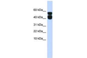 Image no. 1 for anti-Purinergic Receptor P2X, Ligand-Gated Ion Channel, 4 (P2RX4) (AA 35-84) antibody (ABIN6742584) (P2RX4 Antikörper  (AA 35-84))