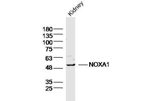 Mouse kidney lysates probed with NOXA1 Polyclonal Antibody, Unconjugated (bs-20831R) at 1:300 overnight at 4˚C. (NOXA1 Antikörper  (AA 301-400))