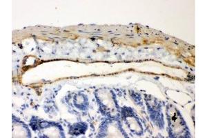 IHC-P: IkB beta antibody testing of mouse  intestine tissue (NFKBIB Antikörper  (AA 56-237))