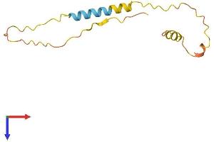 AlphaFold protein structure predicition of Human Recombinant MIR1-1HG Protein, UniprotID Q9H1L0