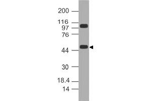 Image no. 1 for anti-Kruppel-Like Factor 10 (KLF10) (AA 11-221) antibody (ABIN5027328) (KLF10/TIEG1 Antikörper  (AA 11-221))