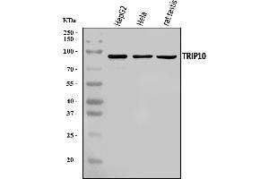 Western blot analysis of Cip4/TRIP10 using anti-Cip4/TRIP10 antibody (ABIN7599045).
