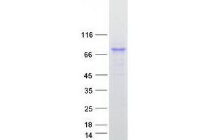 NLN Protein (Myc-DYKDDDDK Tag)