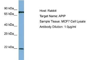 Host: Rabbit Target Name: APIP Sample Type: MCF7 Whole Cell lysates Antibody Dilution: 1. (APIP Antikörper  (N-Term))