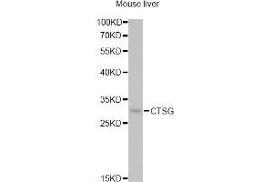 Western blot analysis of extracts of mouse liver, using CTSG antibody (ABIN5974986) at 1/1000 dilution. (Cathepsin G Antikörper)