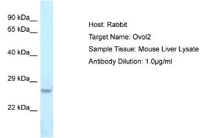 Host: Rabbit Target Name: Ovol2 Sample Type: Mouse Liver lysates Antibody Dilution: 1. (OVOL2 Antikörper  (Middle Region))
