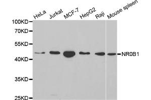 Western blot analysis of extracts of various cell lines, using NR0B1 antibody (ABIN5970870) at 1/1000 dilution. (NR0B1 Antikörper)