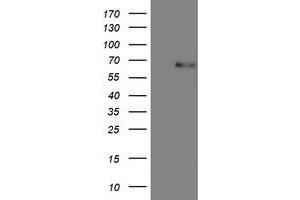 Image no. 1 for anti-CoA Synthase (COASY) antibody (ABIN1497557) (COASY Antikörper)