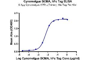 BCMA Protein (AA 1-53) (Fc Tag)