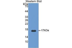 Western Blotting (WB) image for anti-Uncoupling Protein 2 (Mitochondrial, Proton Carrier) (UCP2) (AA 154-289) antibody (ABIN1175758)