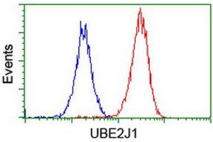Image no. 3 for anti-Ubiquitin-Conjugating Enzyme E2, J1, U (UBE2J1) antibody (ABIN1501639) (UBE2J1 Antikörper)