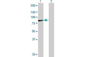 Western Blot analysis of C9orf3 expression in transfected 293T cell line by C9orf3 MaxPab polyclonal antibody. (C9orf3 Antikörper  (AA 1-720))