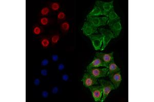 ABIN7094548 and ABIN7098597 staining Hela cells by IF/ICC. (RBM3 Antikörper  (C-Term))
