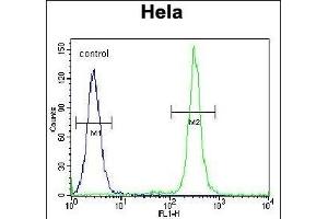 T Antibody (N-term) (ABIN651700 and ABIN2840367) flow cytometric analysis of Hela cells (right histogram) compared to a negative control cell (left histogram). (TMEM165 Antikörper  (N-Term))