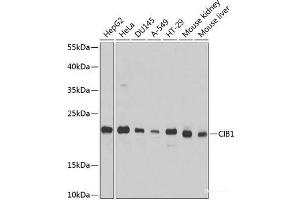 Western blot analysis of extracts of various cell lines using CIB1 Polyclonal Antibody at dilution of 1:1000. (CIB1 Antikörper)