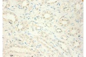 Immunohistochemistry of paraffin-embedded human kidney tissue using ABIN7159541 at dilution of 1:100 (MT2A Antikörper  (AA 1-59))