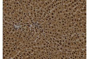 ABIN6272971 at 1/100 staining Rat liver tissue by IHC-P. (alpha KGDHC Antikörper  (N-Term))