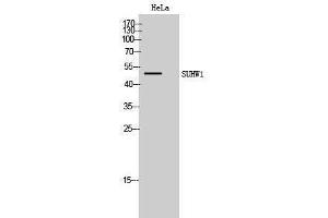 Western Blotting (WB) image for anti-Zinc Finger Protein 280A (ZNF280A) (C-Term) antibody (ABIN3187105)