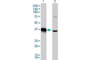 Western Blotting (WB) image for anti-Mesenchyme Homeobox 2 (MEOX2) (AA 1-303) antibody (ABIN561806)