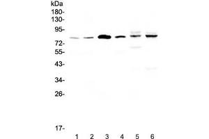 Western blot testing of human 1) HeLa, 2) COLO-320, 3) SK-O-V3, 4) Jurkat, 5) rat heart and 6) mouse heart lysate with CEP68 antibody at 0.