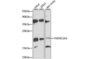 TMEM126A Antikörper