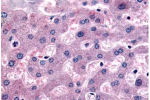 Immunohistochemical staining of human liver with DPP9 polyclonal antibody . (DPP9 Antikörper  (Internal Region))