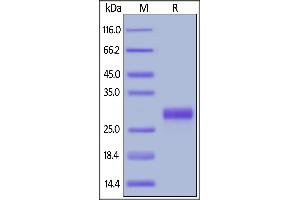 Biotinylated Mouse CD27 Ligand, His,Avitag on  under reducing (R) condition.