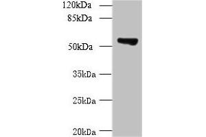 Western blot All lanes: TCP11L2 antibody at 1 μg/mL + A549 whole cell lysate Secondary Goat polyclonal to rabbit at 1/10000 dilution Predicted band size: 59, 30 kDa Observed band size: 59 kDa (TCP11L2 Antikörper  (AA 1-210))
