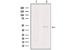Western blot analysis of extracts from mouse kidney, using GPR135 Antibody.