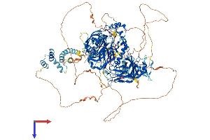 INPP5D Protein (AA 1-1191) (His tag)