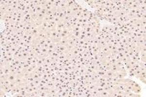 Immunohistochemistry analysis of paraffin-embedded mouse liver using,TBX10 (ABIN7075814) at dilution of 1: 4600 (T-Box 10 Antikörper)
