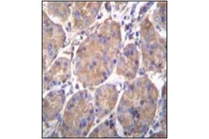 Immunohistochemistry analysis in formalin fixed and paraffin embedded human stomach tissue reacted with Endoplasmin / HSP90B1 / TRA1 Antibody (Center) followed which was peroxidase conjugated to the secondary antibody and followed by DAB staining.