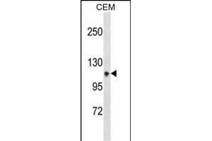 ITGA7 Antibody (N-term) (ABIN1539201 and ABIN2850261) western blot analysis in CEM cell line lysates (35 μg/lane). (ITGA7 Antikörper  (N-Term))
