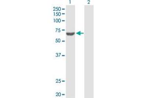 Western Blot analysis of ACSM3 expression in transfected 293T cell line by ACSM3 MaxPab polyclonal antibody. (ACSM3 Antikörper  (AA 1-586))