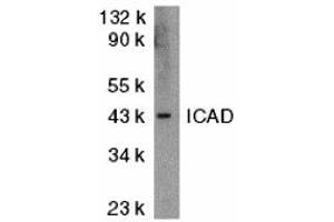 Western Blotting (WB) image for anti-DNA Fragmentation Factor, 45kDa, alpha Polypeptide (DFFA) (N-Term) antibody (ABIN1031406) (DFFA Antikörper  (N-Term))