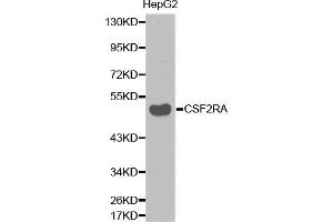 Western blot analysis of extracts of HepG2 cell lines, using CSF2RA antibody. (CSF2RA Antikörper  (AA 23-320))