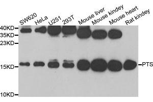 Western Blotting (WB) image for anti-6-Pyruvoyltetrahydropterin Synthase (PTS) antibody (ABIN1980322)