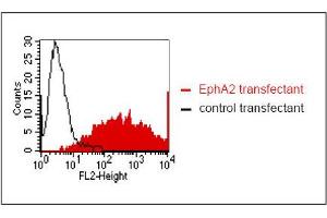 FACS analysis of BOSC23 cells using Kalpha-5H5. (EPH Receptor A2 Antikörper)