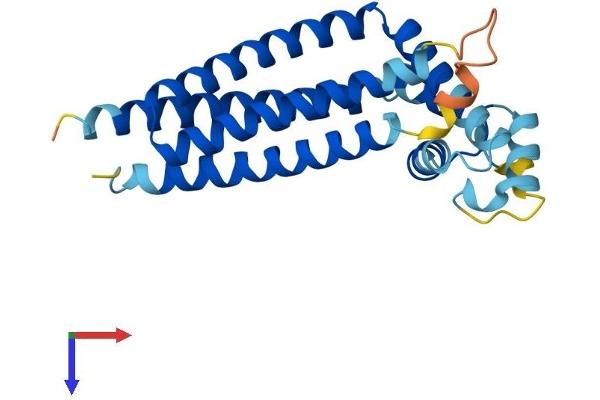 CD81 Protein (CD81) (AA 1-236) (His tag)