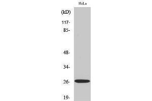 Western Blotting (WB) image for anti-Tumor Necrosis Factor (Ligand) Superfamily, Member 13 (TNFSF13) (Internal Region) antibody (ABIN3179876) (TNFSF13 Antikörper  (Internal Region))